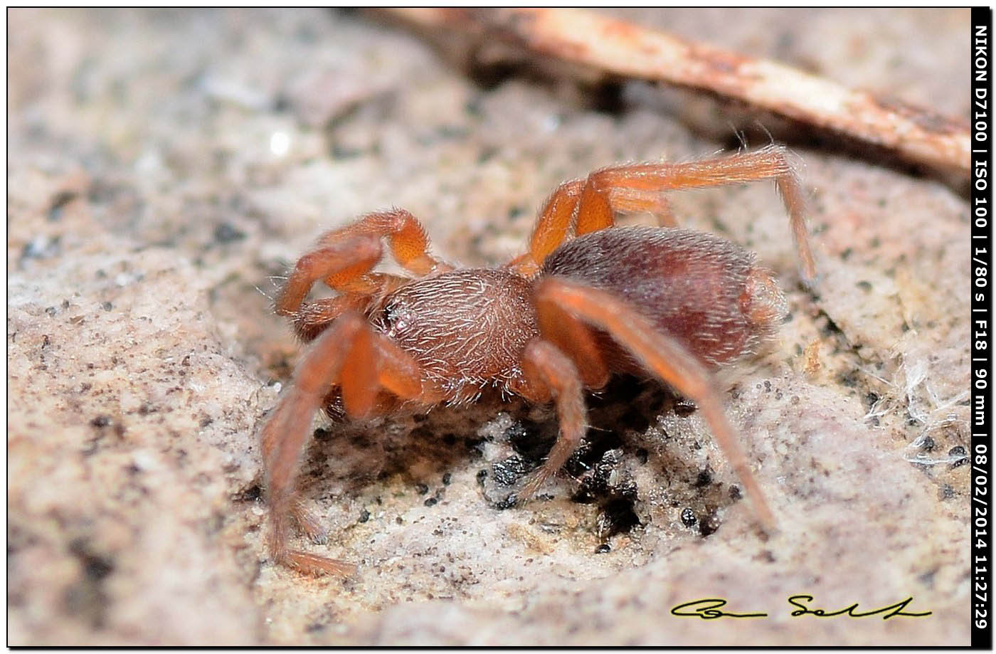 Palpimanus gibbulus; cf. Zimirina sp. - Alghero (SS)